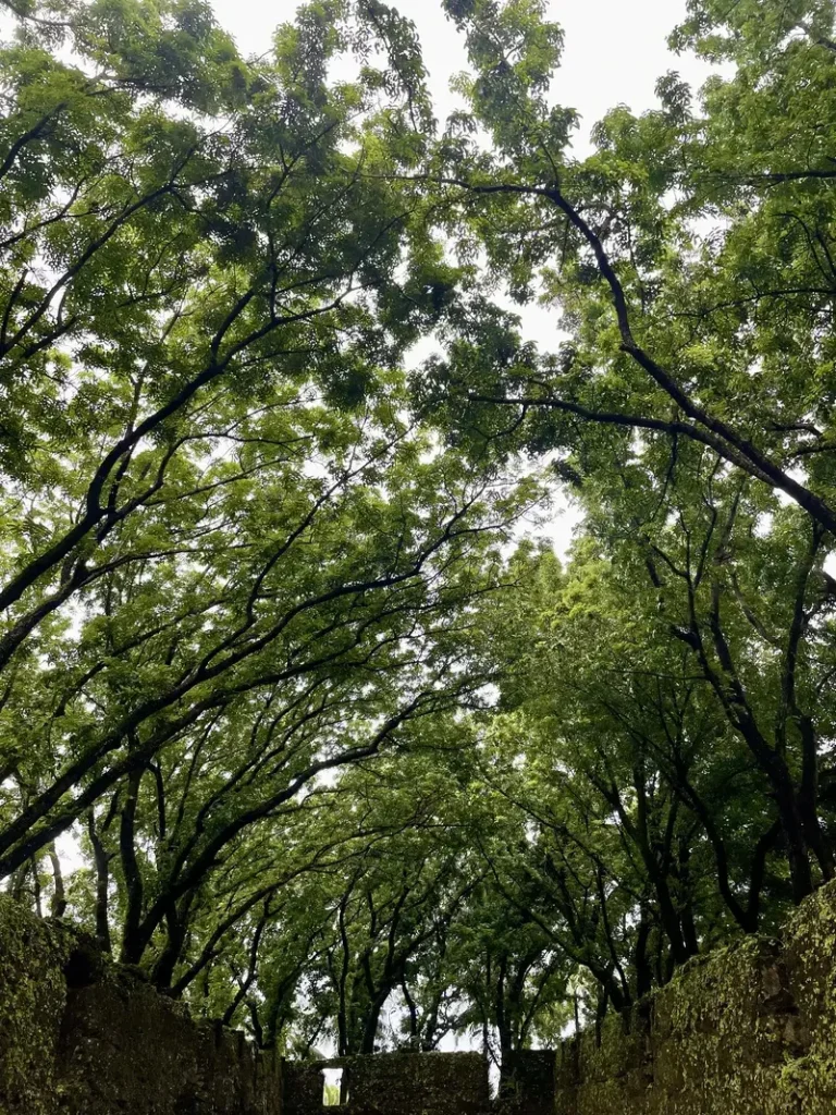 Towering trees of Old Gui-ob church ruins in Camiguin Island