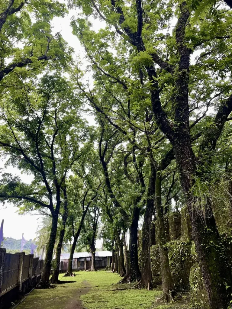 Towering trees growing at the site of Old Gui-Ob church ruins in Camiguin