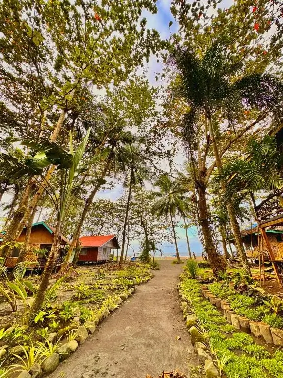 Lush greenery and jungle area photo taken at Playa Del Fuego with ocean view up front