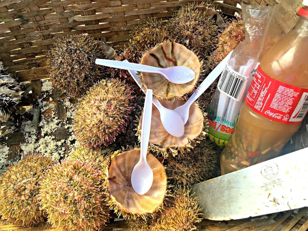 Saang, an edible sea snail being sold by locals in White Island in Camiguin